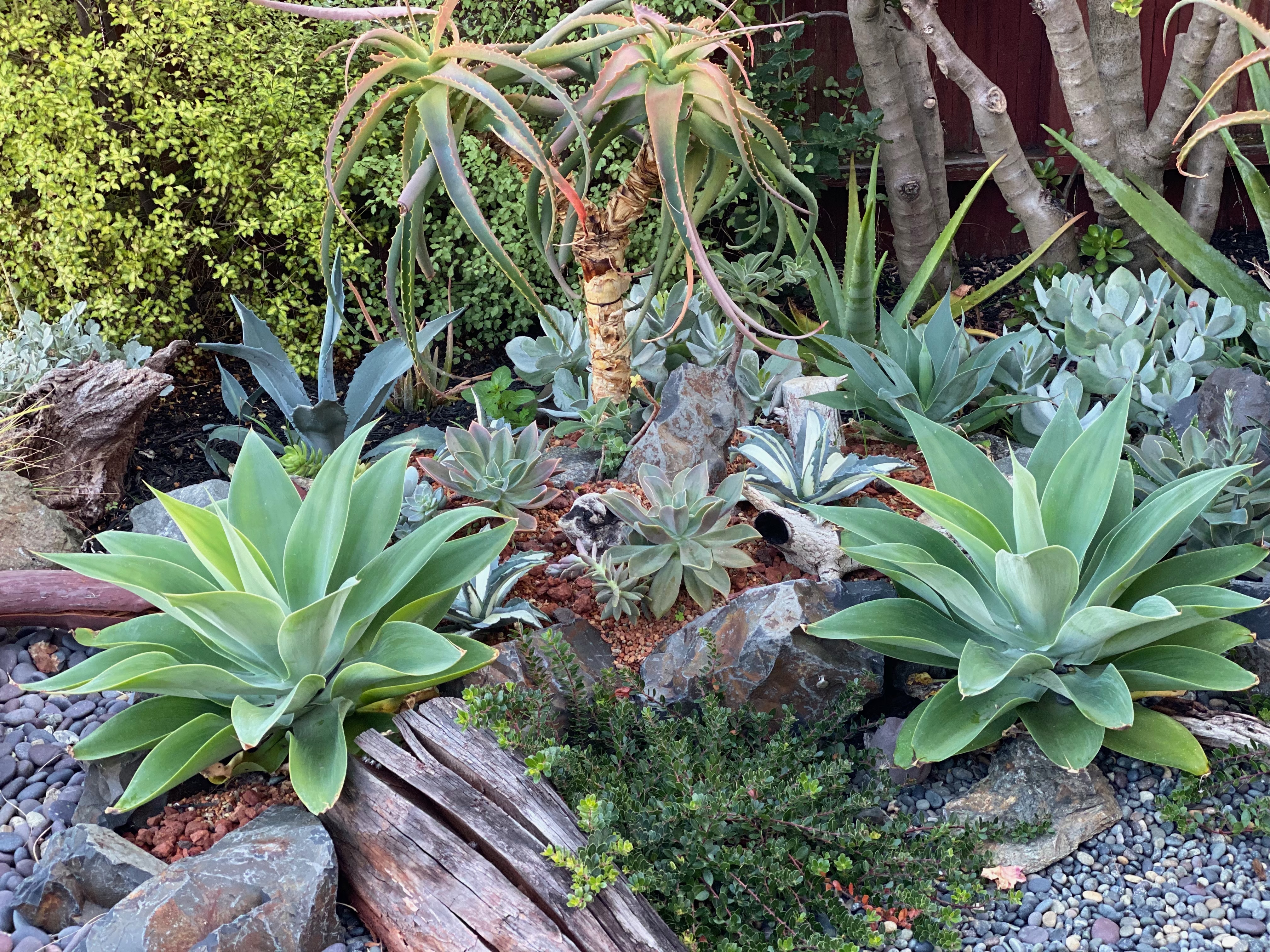 Beautiful Bay Area garden by Blisscapes